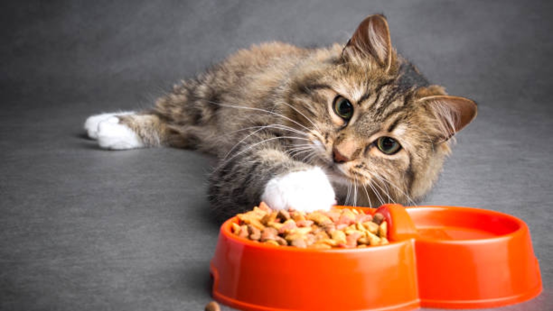 Топ 10 марки суха храна