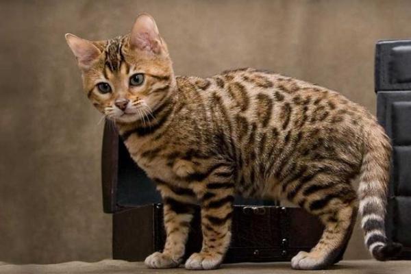 Гепардова котка